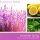 Duftkerze Lavender Sprig - 411g