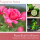 Duftkerze Rose Bush in Bloom - 411g