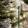 Display Duftstäbchen 24 Stück - Snowberry Pine